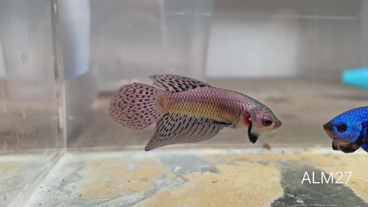 Betta sauvage alien male cooper ALM27