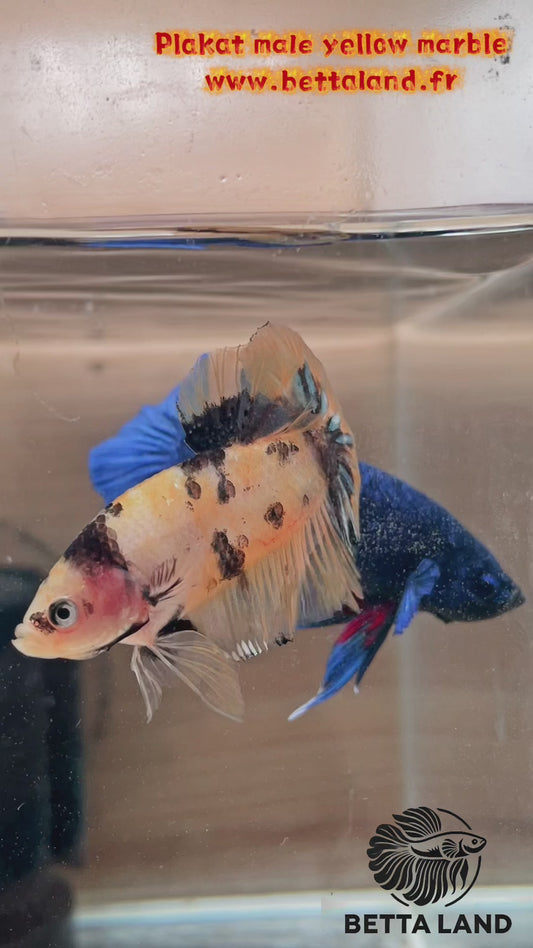 41. Betta plakat male yellow marble