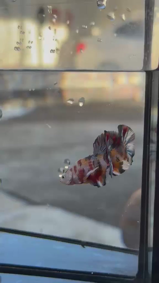 Betta plakat male mettalic nemo PKM214