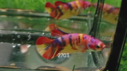 Betta Plakat Multicolore femelle – Précommande - arrivage 14/09