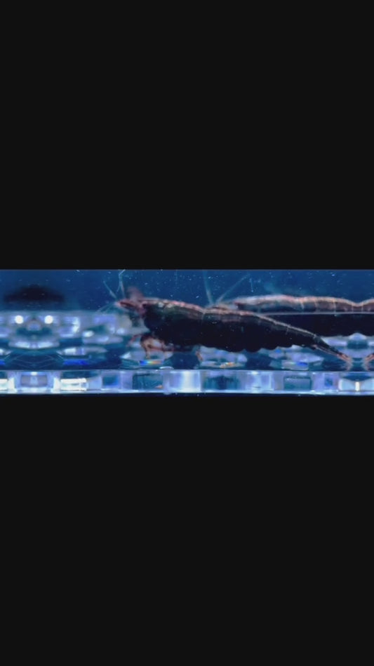 Neocardina black rose (par lot de 3)