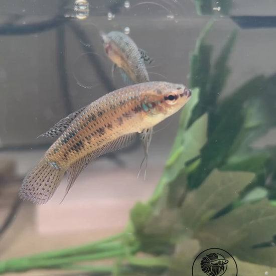 Green Alien femelle — vidéo unique du spécimen BL-ALIEN-20261006-F02, logo Betta Land