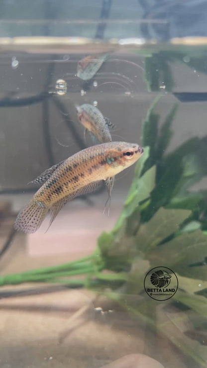 Green Alien femelle — vidéo unique du spécimen BL-ALIEN-20261006-F02, logo Betta Land