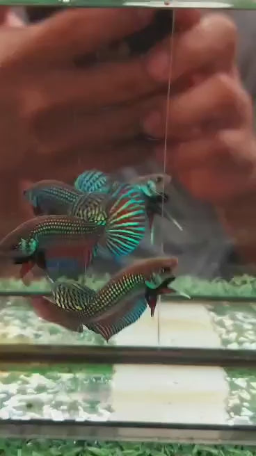 Betta Mahachai Green – Mâle – Précommande - arrivage 14/09