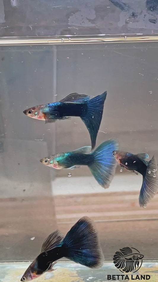 Guppy couple Tuxedo Green