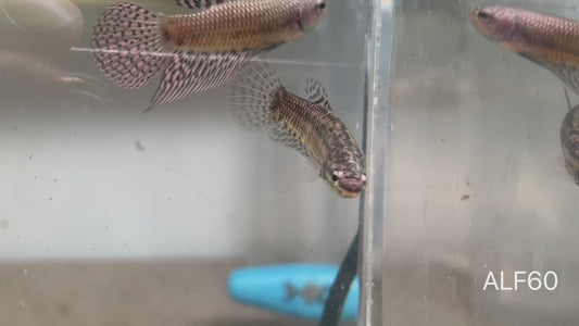 Betta sauvage alien femelle cooper ALF60