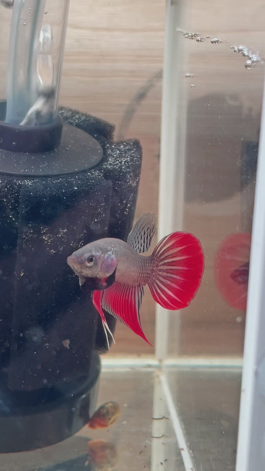 25. Betta sauvage Imbellis male cooper
