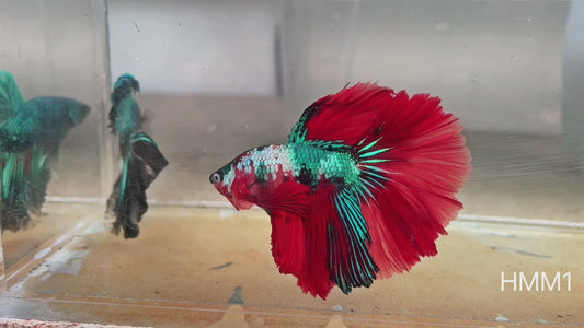 Betta halfmoon male candy HMM1