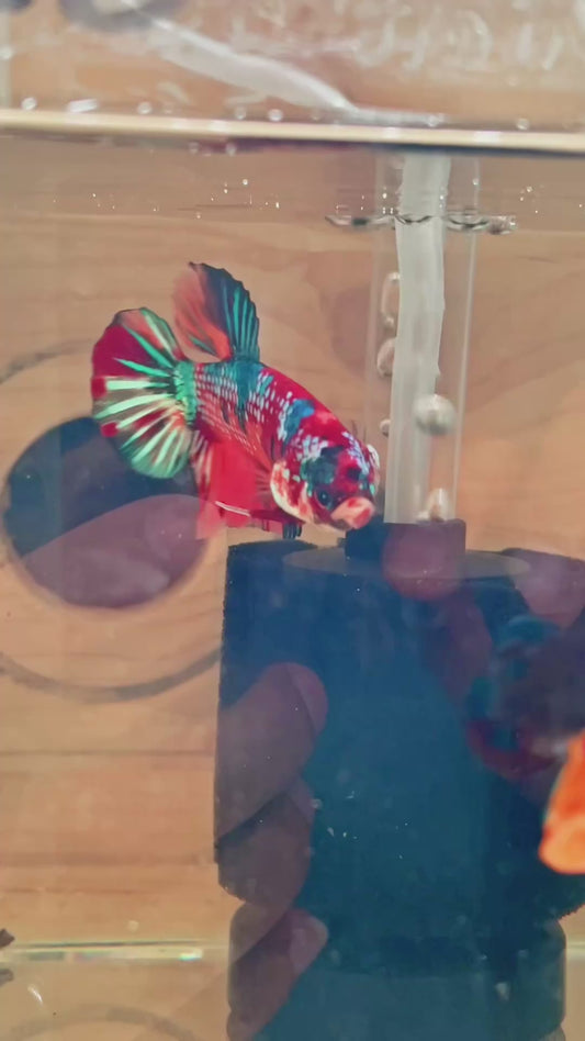 28. Betta giant male multicolor