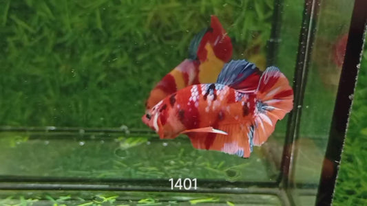Betta plakat male nemo PKM44
