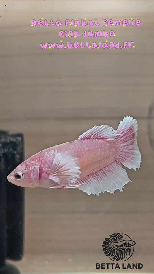 30. Betta plakat femelle pink dumbo