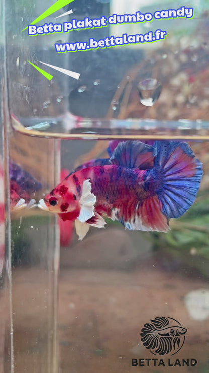 Betta plakat candy dumbo mâle – Import Thaïlande