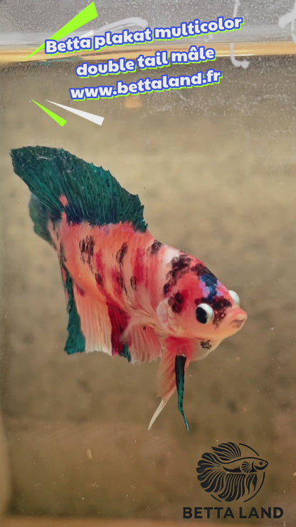 Betta Plakat multicolor doubletail mâle – Import Thaïlande