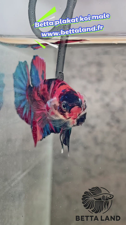 10. Betta plakat male koi