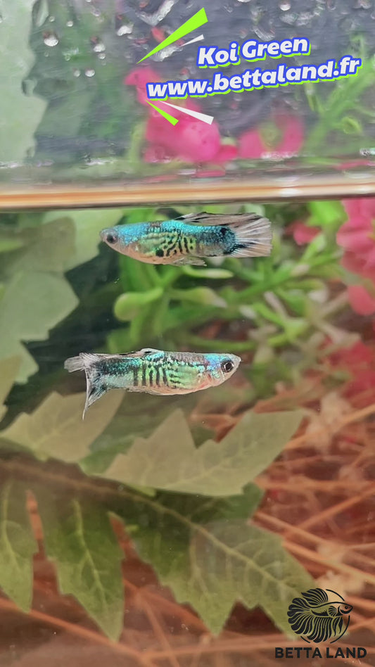 Guppy male koi green