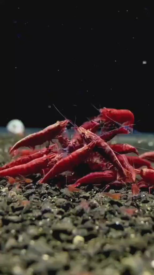 Neocardina blood marry (par lot de 10)