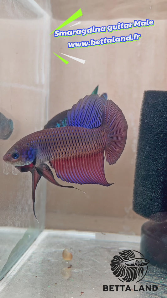 19. Betta sauvage male smaragdina guitar