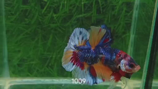 Betta Plakat Mettalic multicolore mâle – Précommande - arrivage 14/09