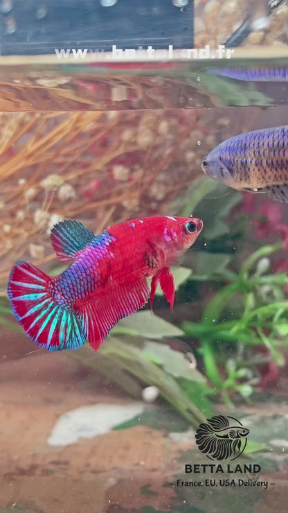 Betta plakat red galaxy femelle – Import Thaïlande