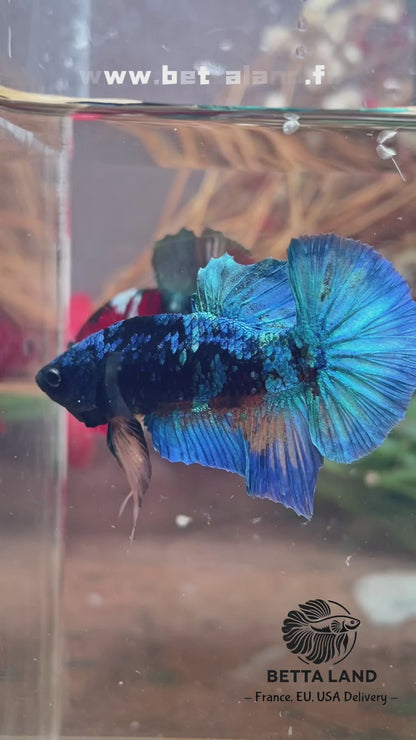Betta plakat bleu avatar mâle – Import Thaïlande