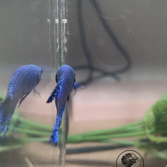 Blue Alien mâle — vidéo unique du spécimen BL-ALIEN-20261006-M01, logo Betta Land