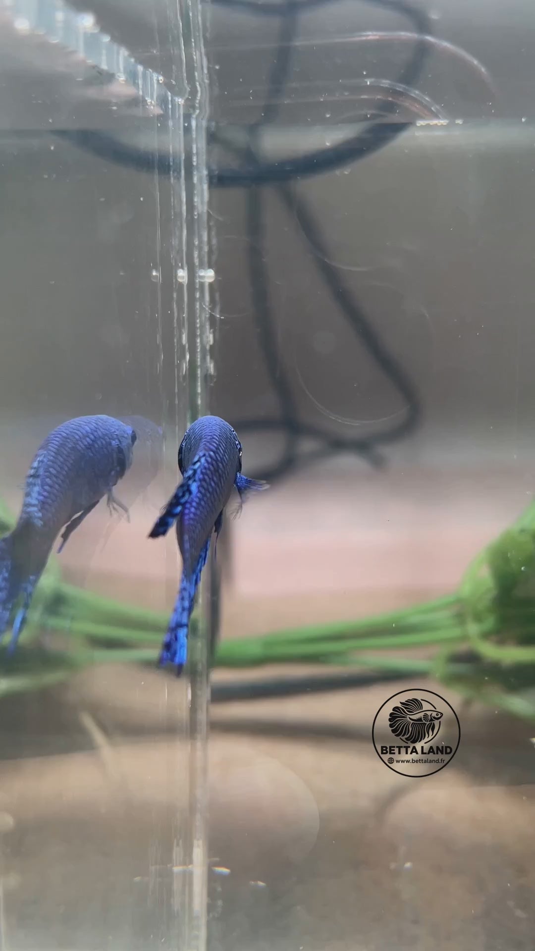 Blue Alien mâle — vidéo unique du spécimen BL-ALIEN-20261006-M01, logo Betta Land