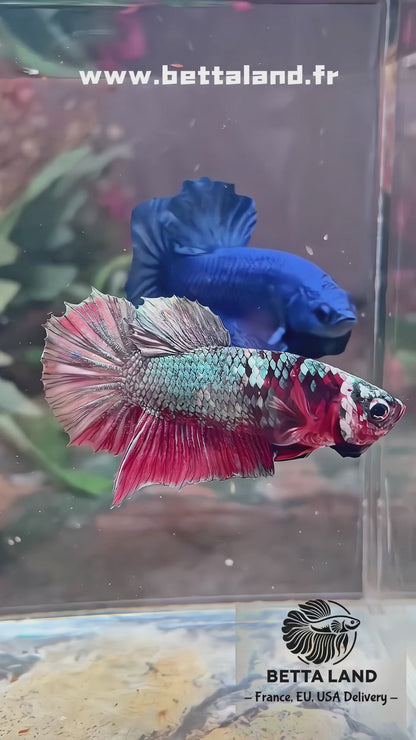 Betta plakat red cooper galaxy mâle – Import Thaïlande