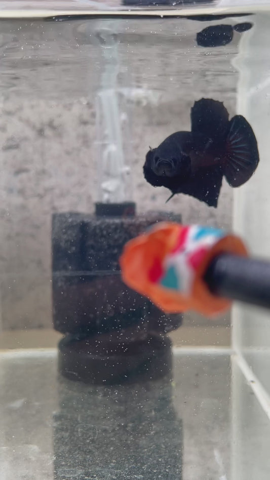 5. Betta plakat male super black