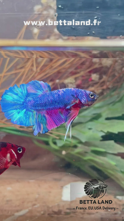 Betta plakat candy mâle 2 – Import Thaïlande