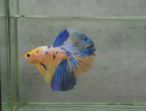 Betta halfmoon male yellow galaxy HMM 12