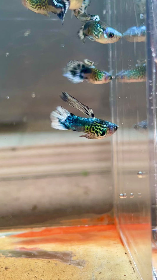 Guppy couple koi Green - import Thailande