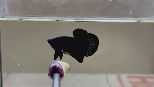Betta plakat male super black PKM169