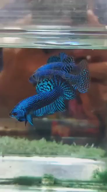 Betta Alien Blue – femelle – Précommande - arrivage 14/09