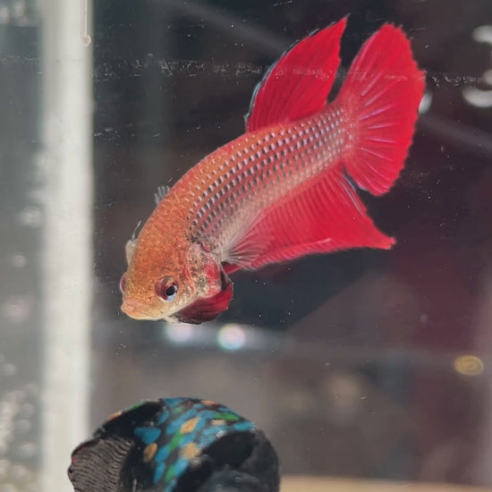 Betta Red Benjarong mâle – vidéo du spécimen
