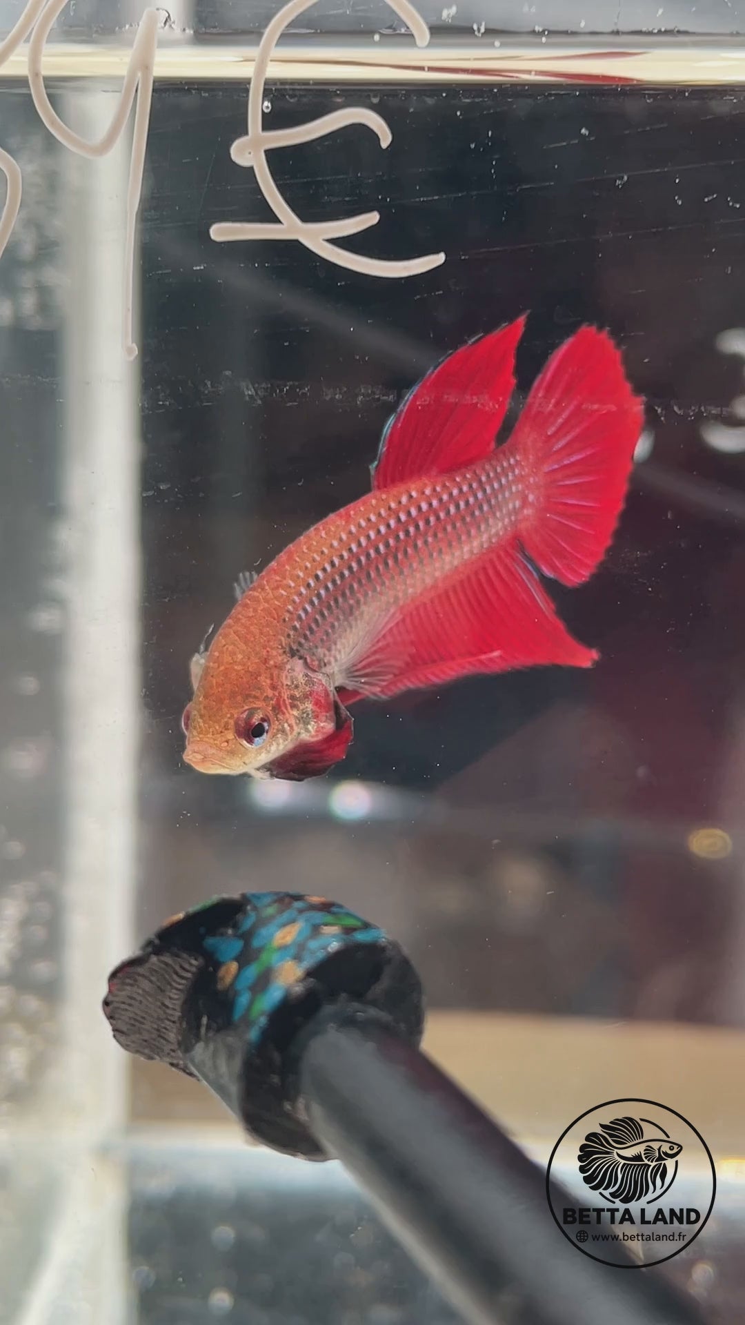 Betta Red Benjarong mâle – vidéo du spécimen