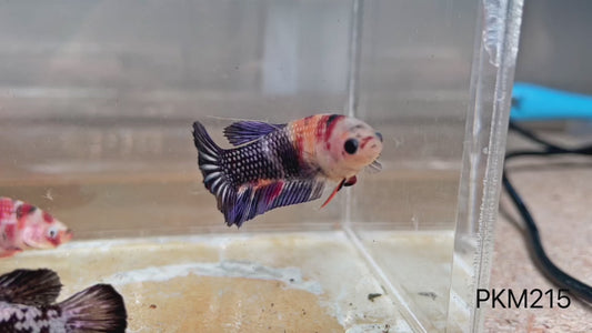 Betta plakat femelle nemo cooper PKM215