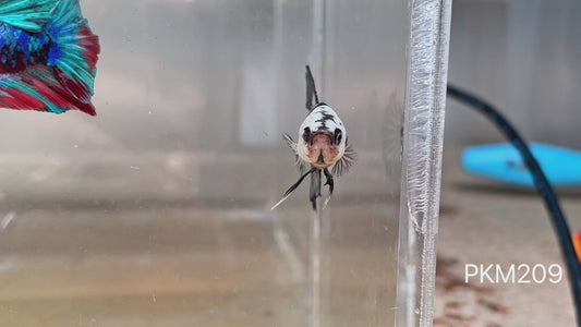 Betta plakat male samurai mask PKM209