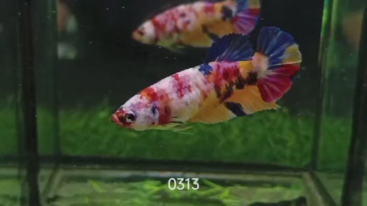 Betta plakat femelle multicolor PKF51
