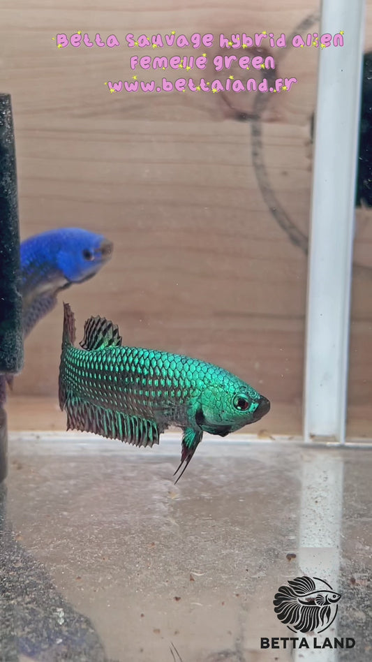 27. Betta sauvage female alien green