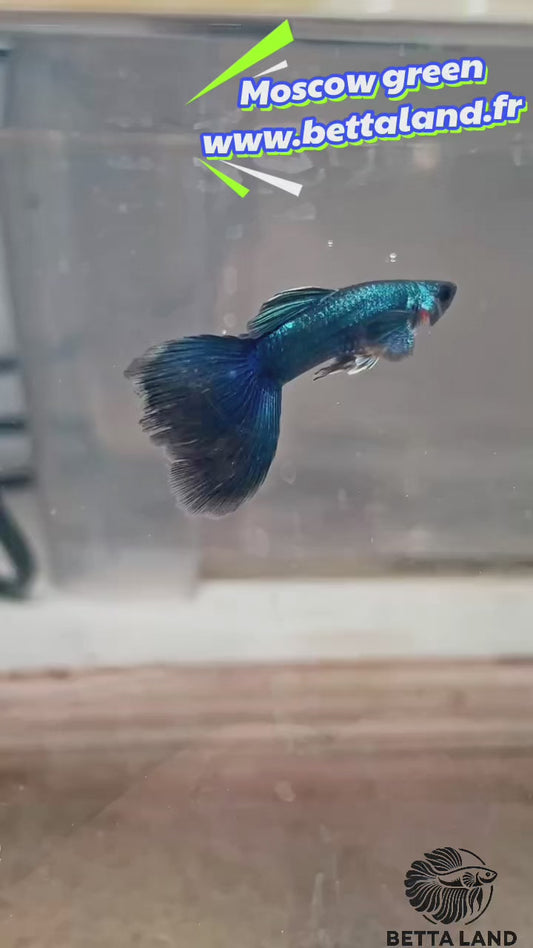 Guppy male moscow green