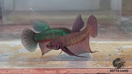 Betta sauvage smaragdina cooper male SMM115