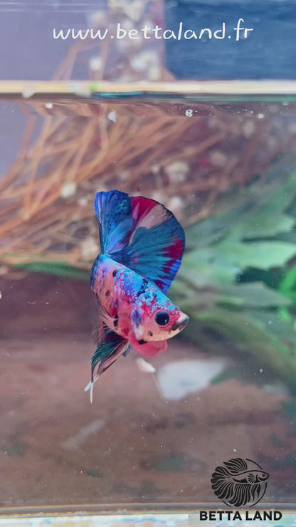 Betta Plakat multicolor mâle – Import Thaïlande