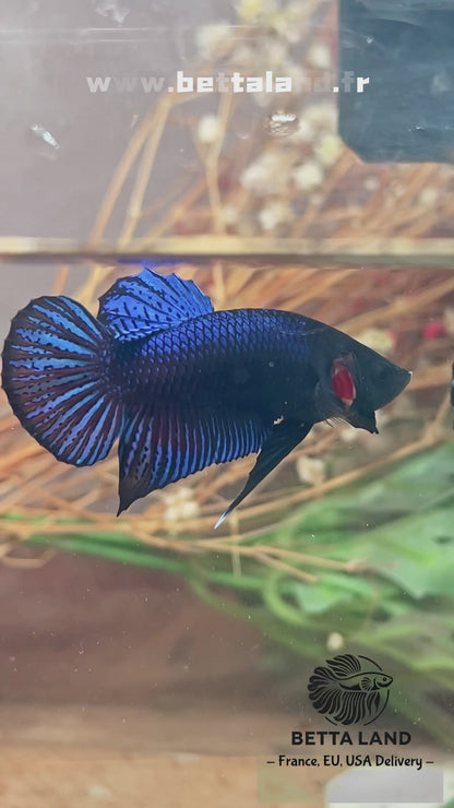 Betta fighter red mâle – Import Thaïlande