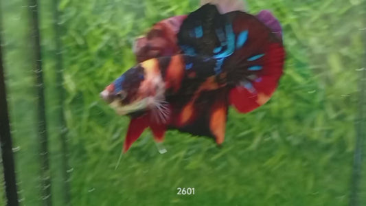 Betta plakat male nemo vampire PKM49