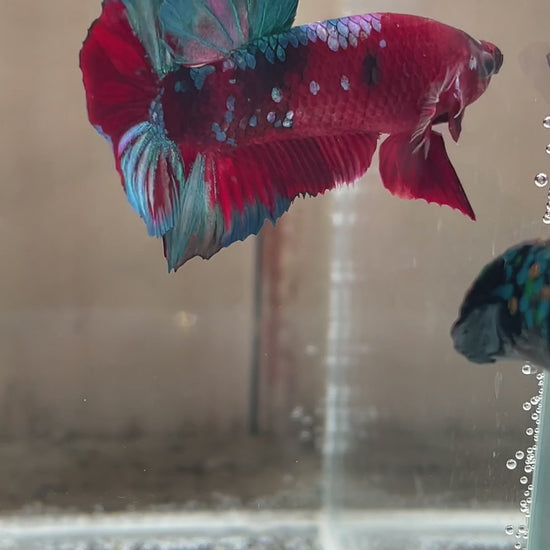 Betta Plakat mâle Red Galaxy n° 3