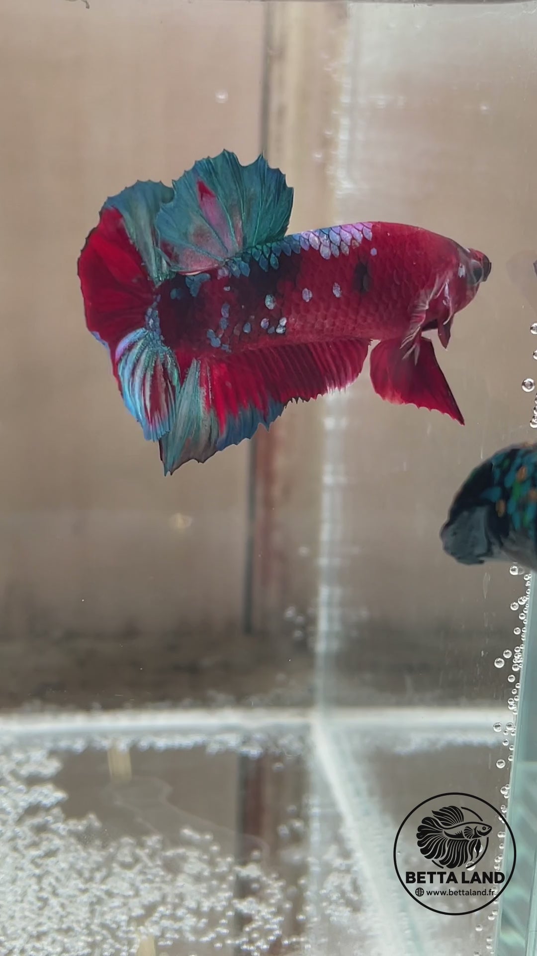 Betta Plakat mâle Red Galaxy n° 3
