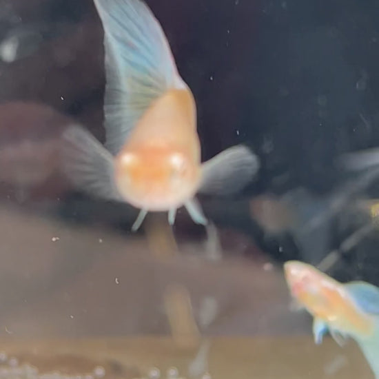 Guppy mâle Blue Topaz