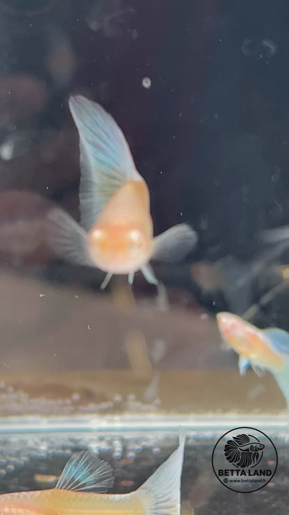 Guppy mâle Blue Topaz
