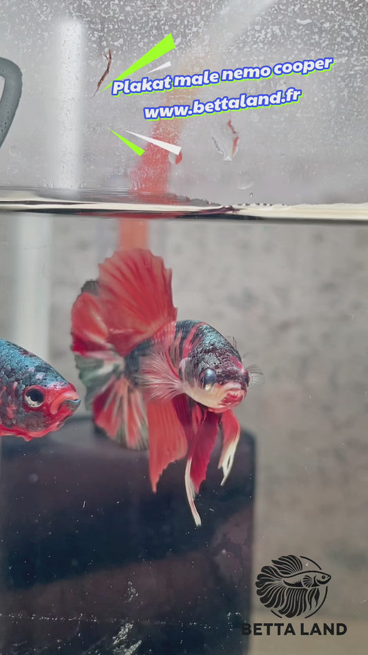 6. Betta plakat male nemo cooper