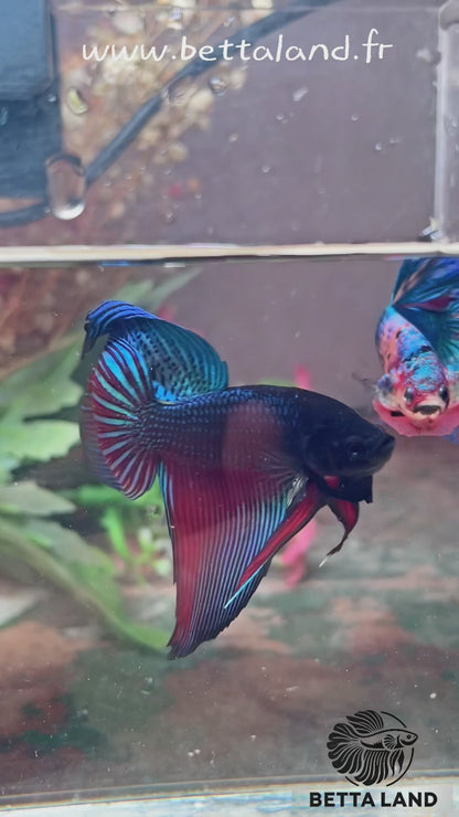 Betta splendens veiltail mâle – Import Thaïlande